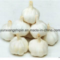 Normal White Garlic